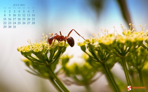 Smashing Desktop Wallpapers - July 2012